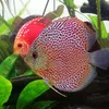 Athletics-monster-PinkMelange-discus