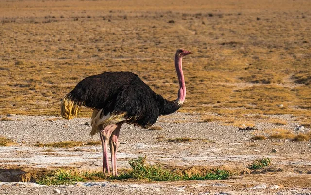 RA op safari
