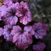 Athletics-Monster-Purple-polsstok