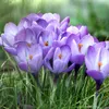 Athletics-Monster-Purple-kogelslingeren