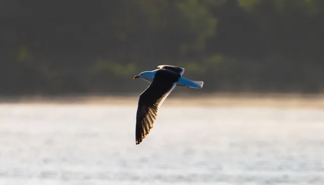 sucks_speerwerpen