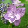 Athletics-Monster-Purple-horden